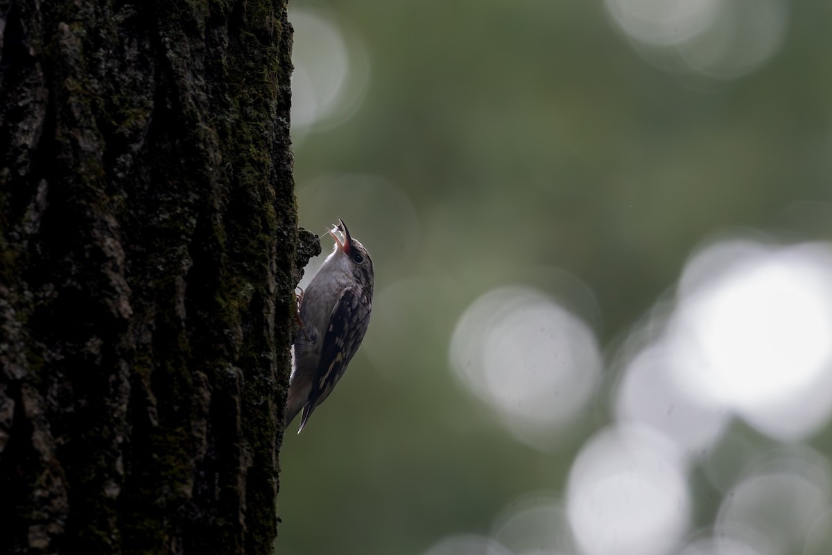 šoupálek americký - ML643200412