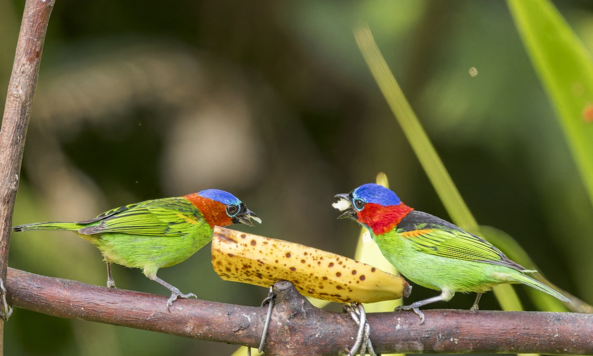 Red-necked Tanager - ML643200422