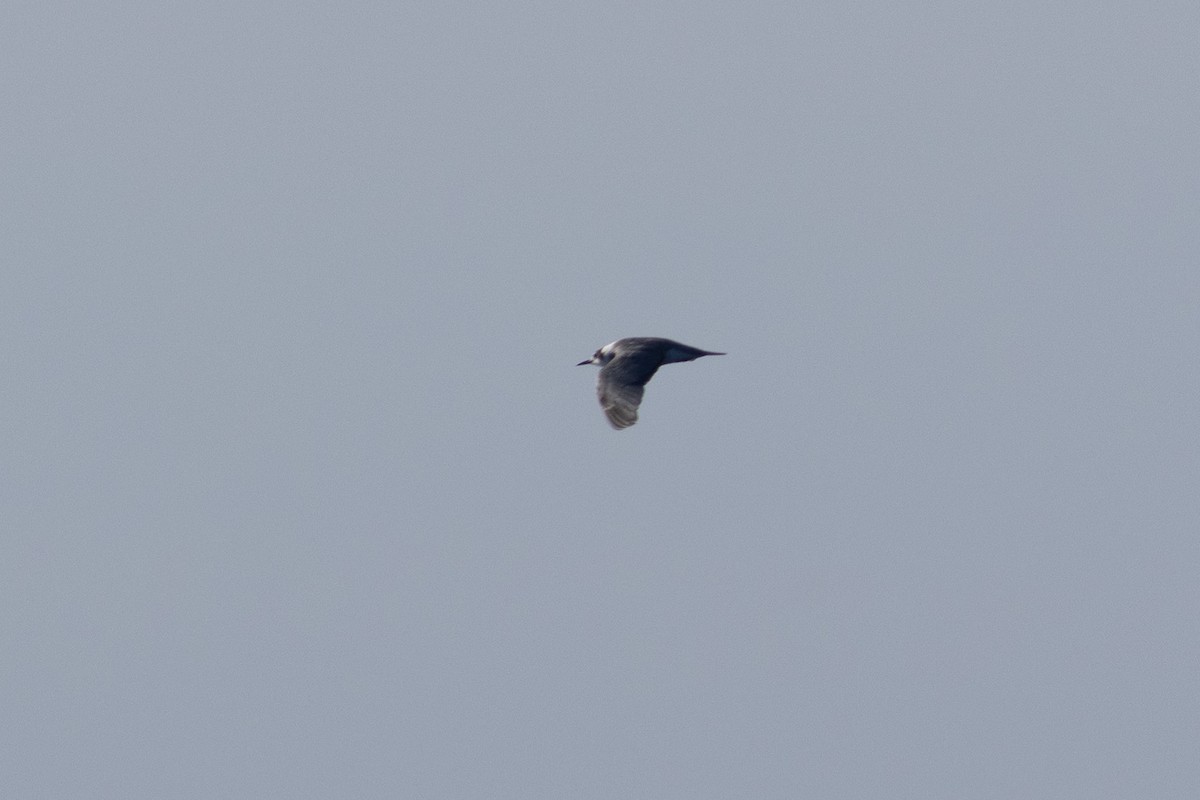Black Tern - ML643200436