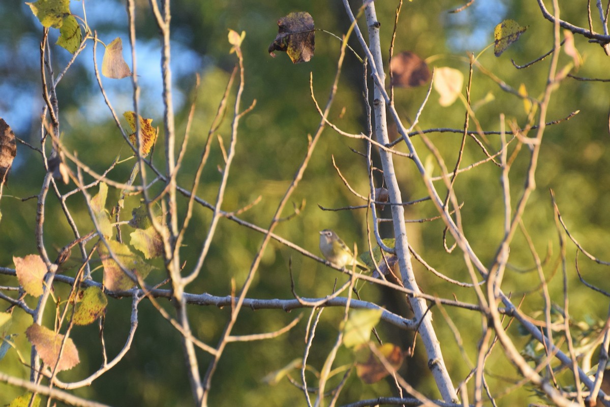 Blue-headed Vireo - ML643200445