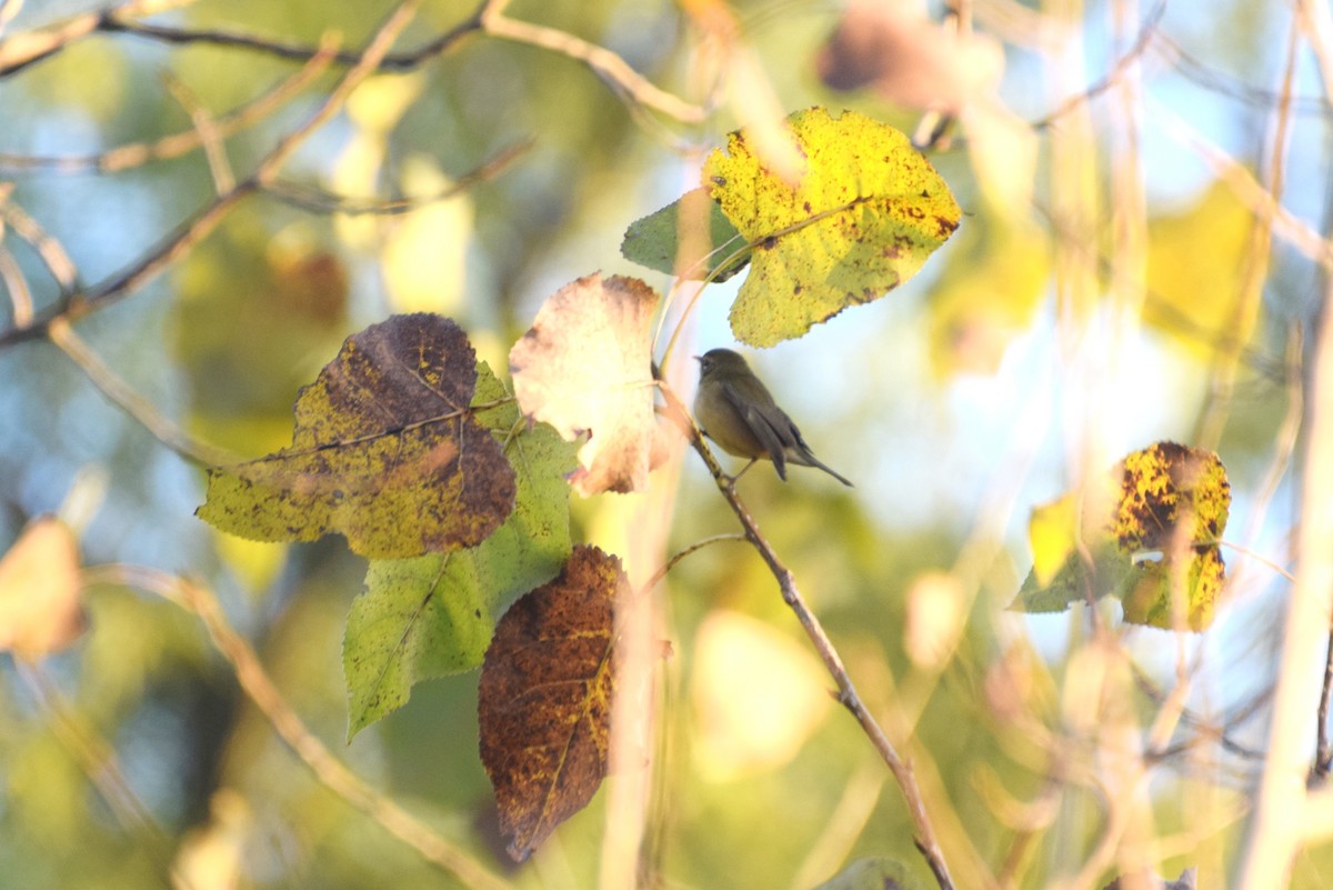 Black-throated Blue Warbler - ML643200465