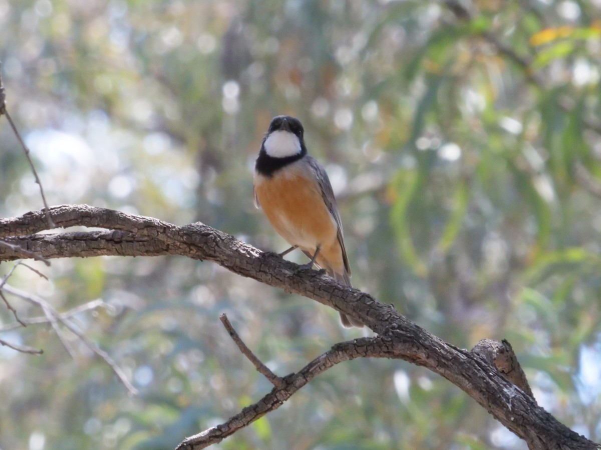 Rufous Whistler - ML643200467