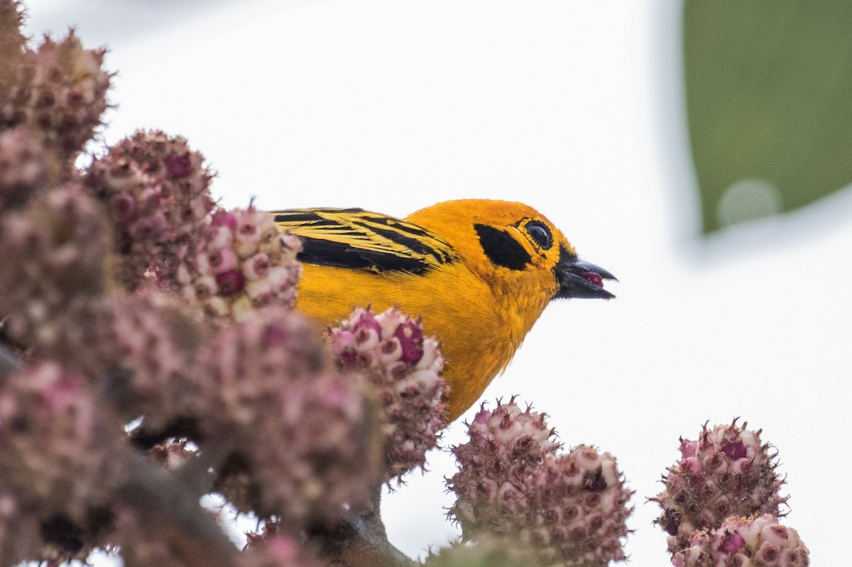 Golden Tanager - ML643200514