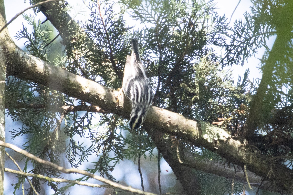 Black-and-white Warbler - ML643200519