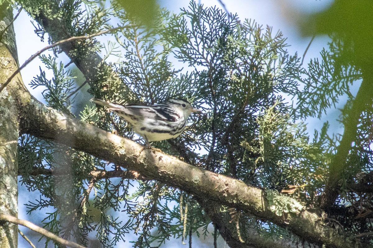 Black-and-white Warbler - ML643200520