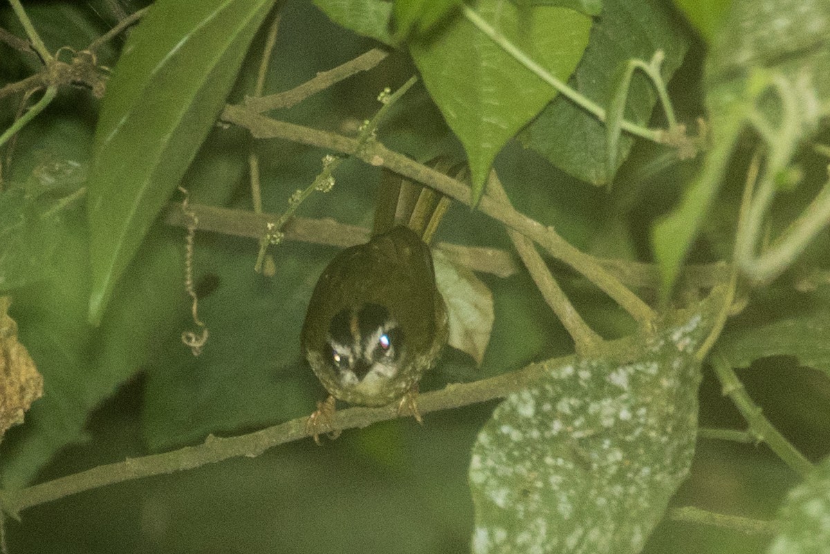 Three-striped Warbler - ML643200540