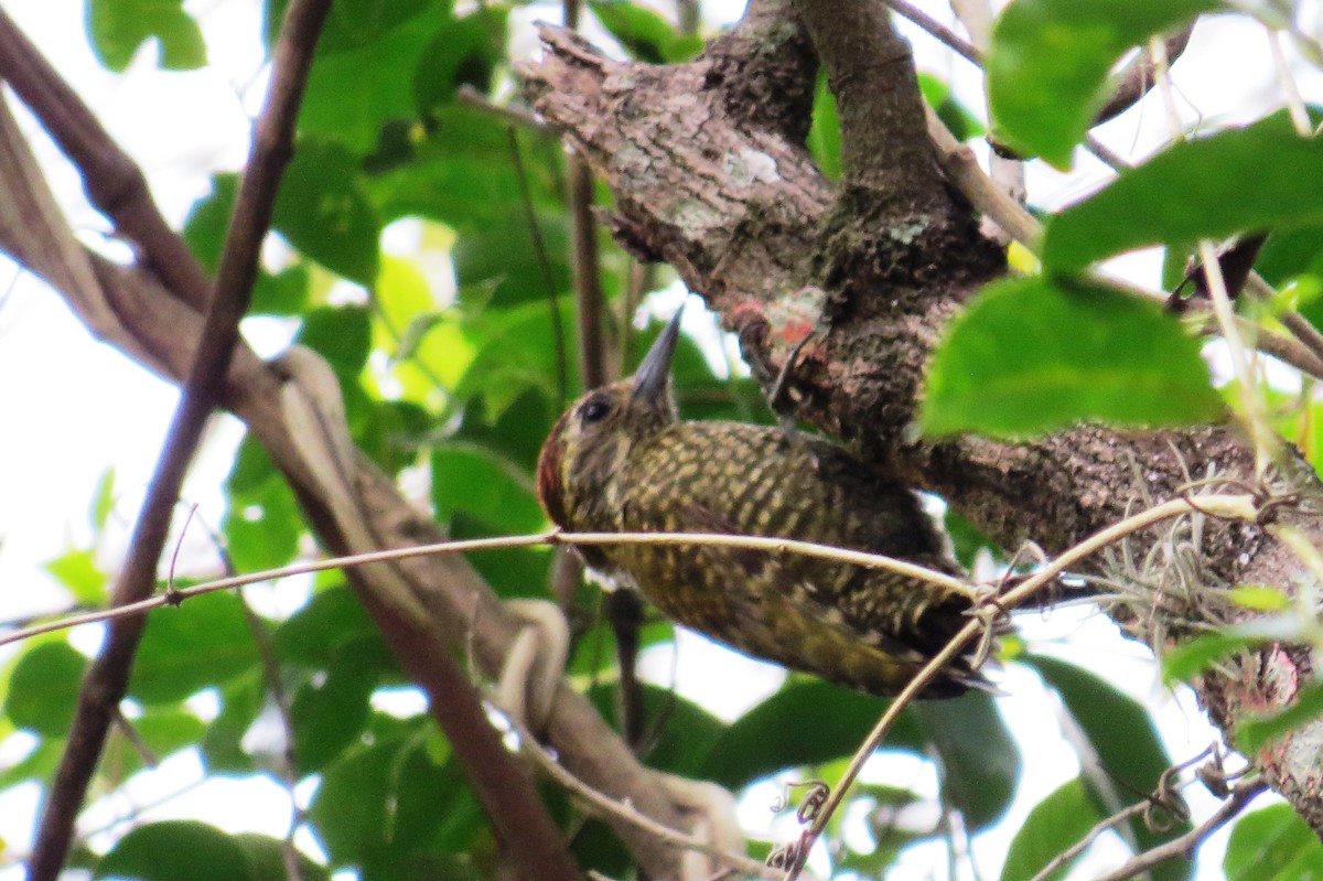 White-spotted Woodpecker - ML643200552
