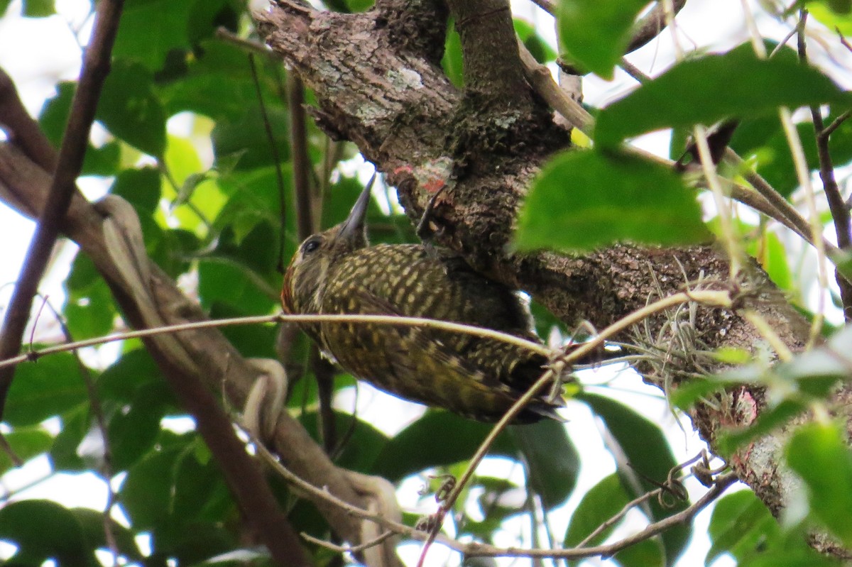 White-spotted Woodpecker - ML643200555