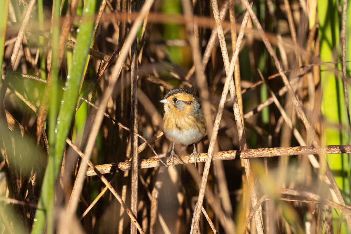 Nelson's Sparrow - ML643200578