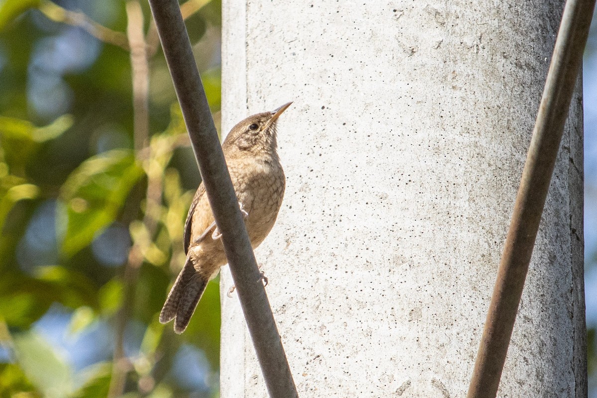 Southern House Wren - ML643200593