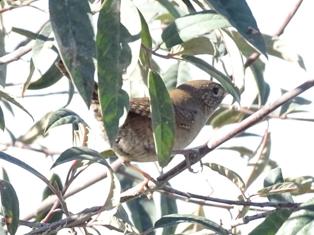 Northern House Wren - ML643200631