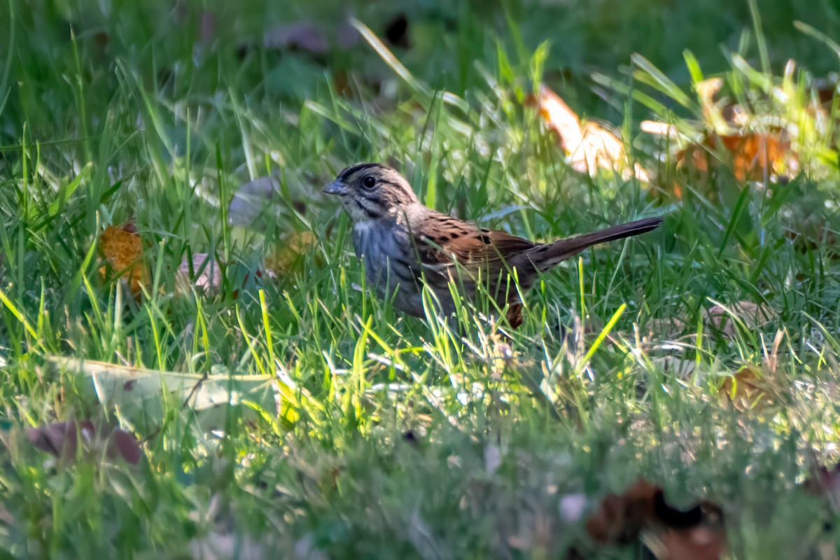 Swamp Sparrow - ML643200659