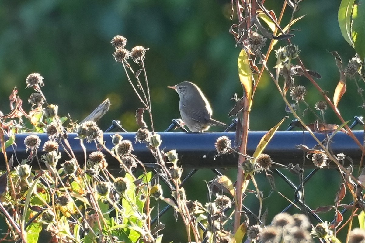 Northern House Wren - ML643200692