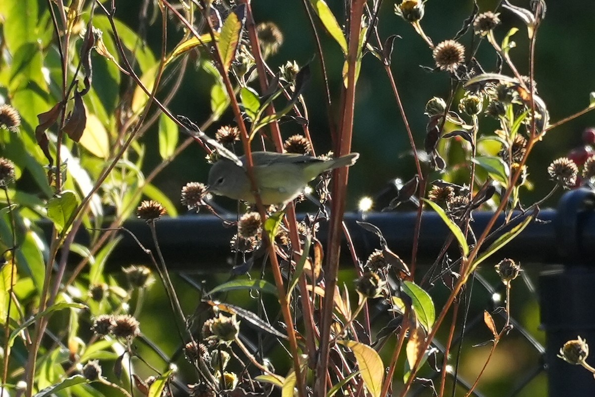 Orange-crowned Warbler - ML643200700