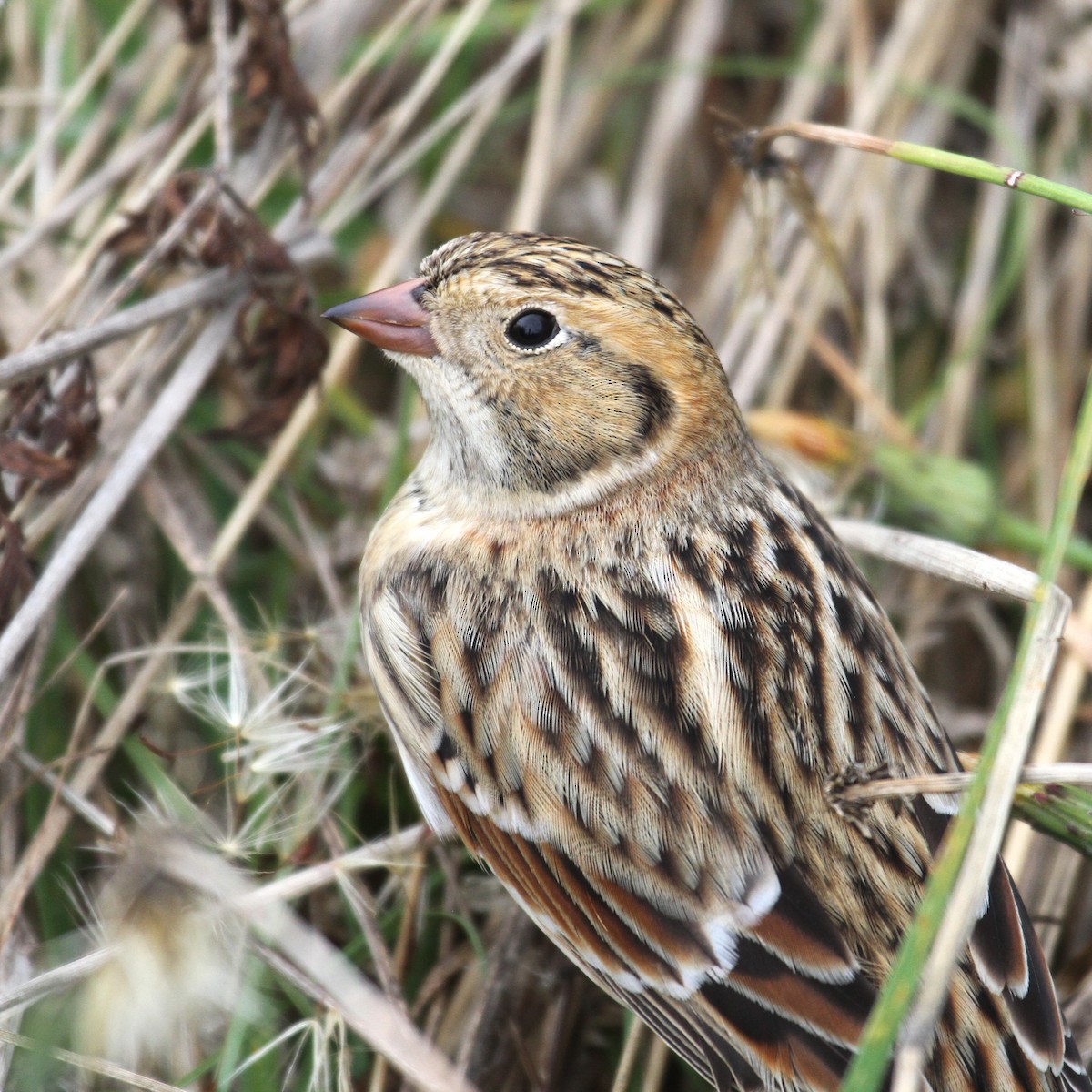 eBird Checklist - 9 Oct 2025 - Point Defiance Park--Dune Peninsula ...