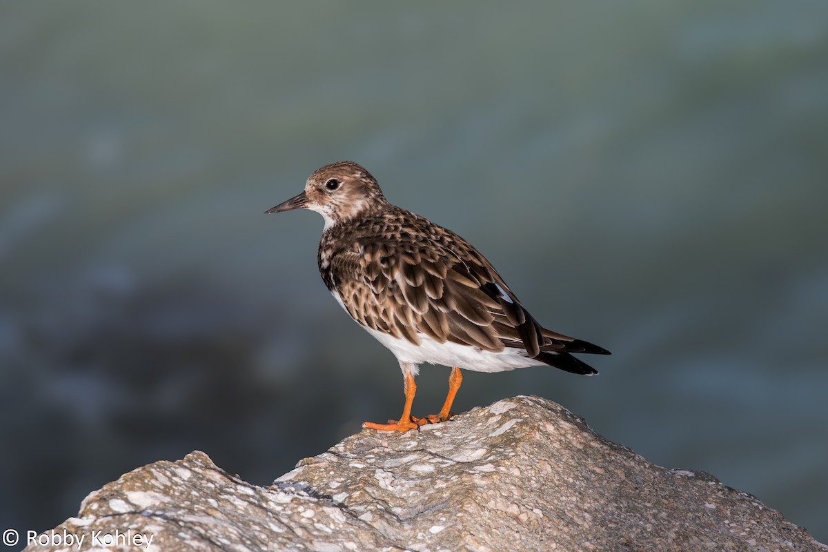 Ruddy Turnstone - ML643200741