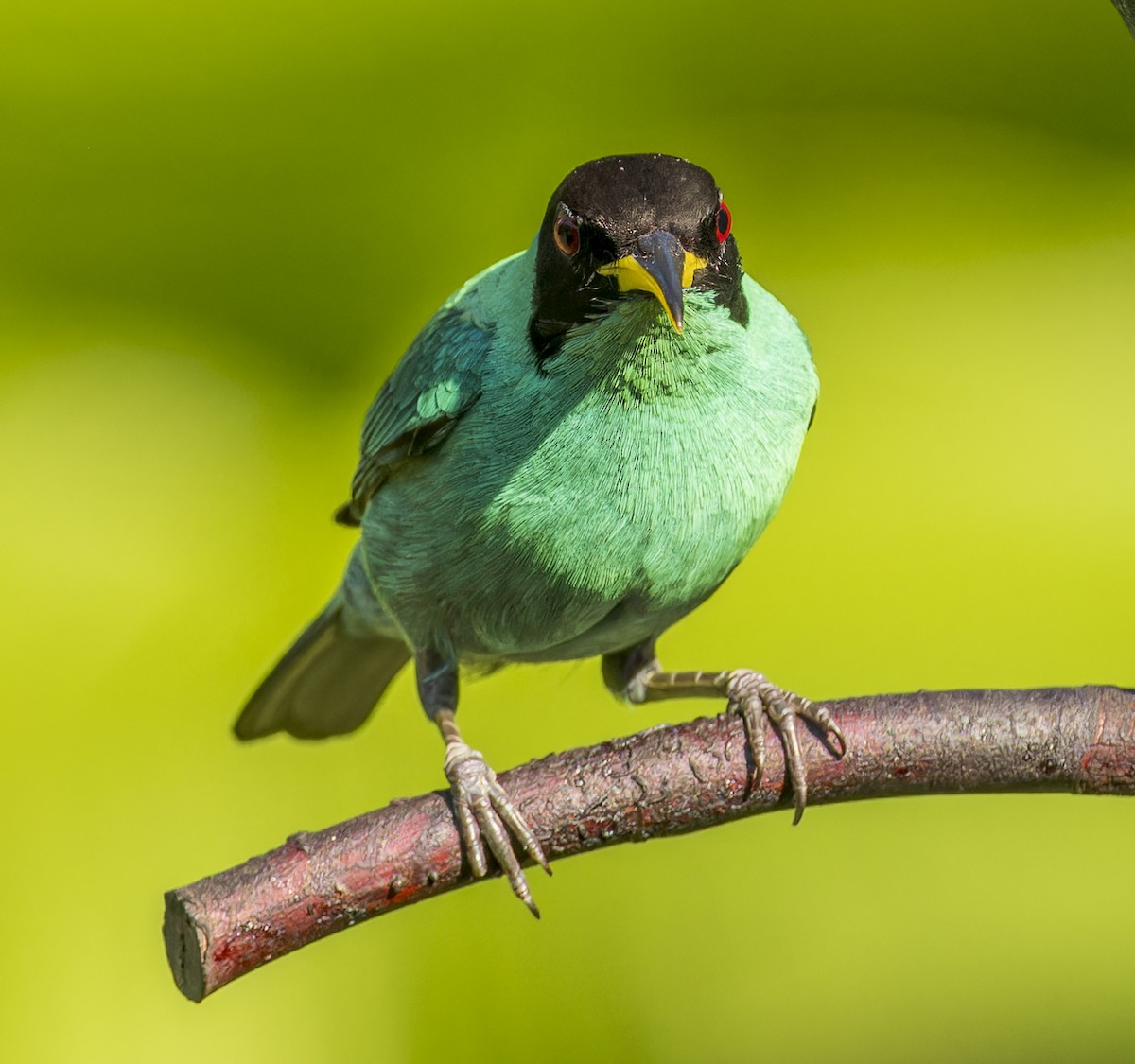 Green Honeycreeper - ML643200760