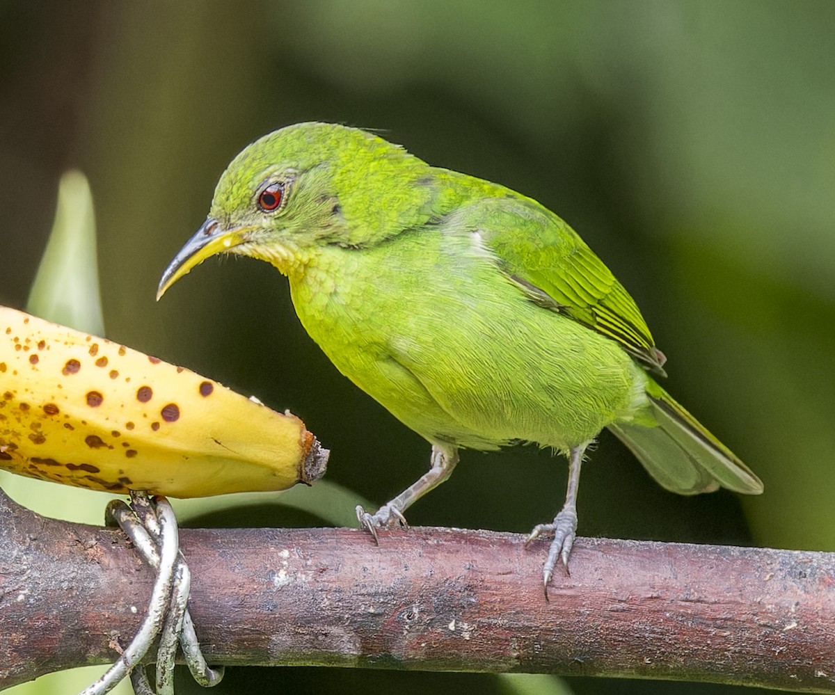 Green Honeycreeper - ML643200761