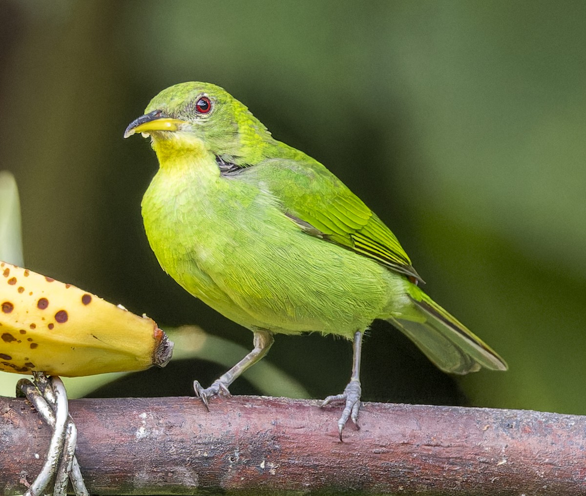 Green Honeycreeper - ML643200762