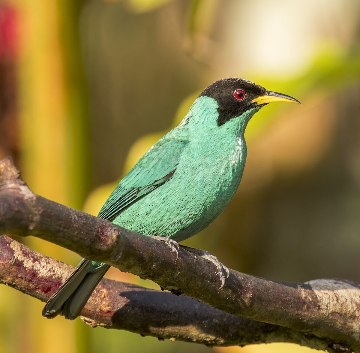 Green Honeycreeper - ML643200763