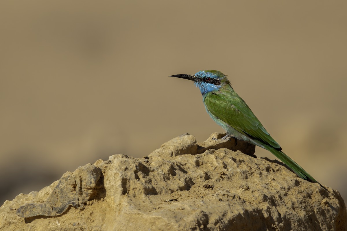 Arabian Green Bee-eater - ML643200768