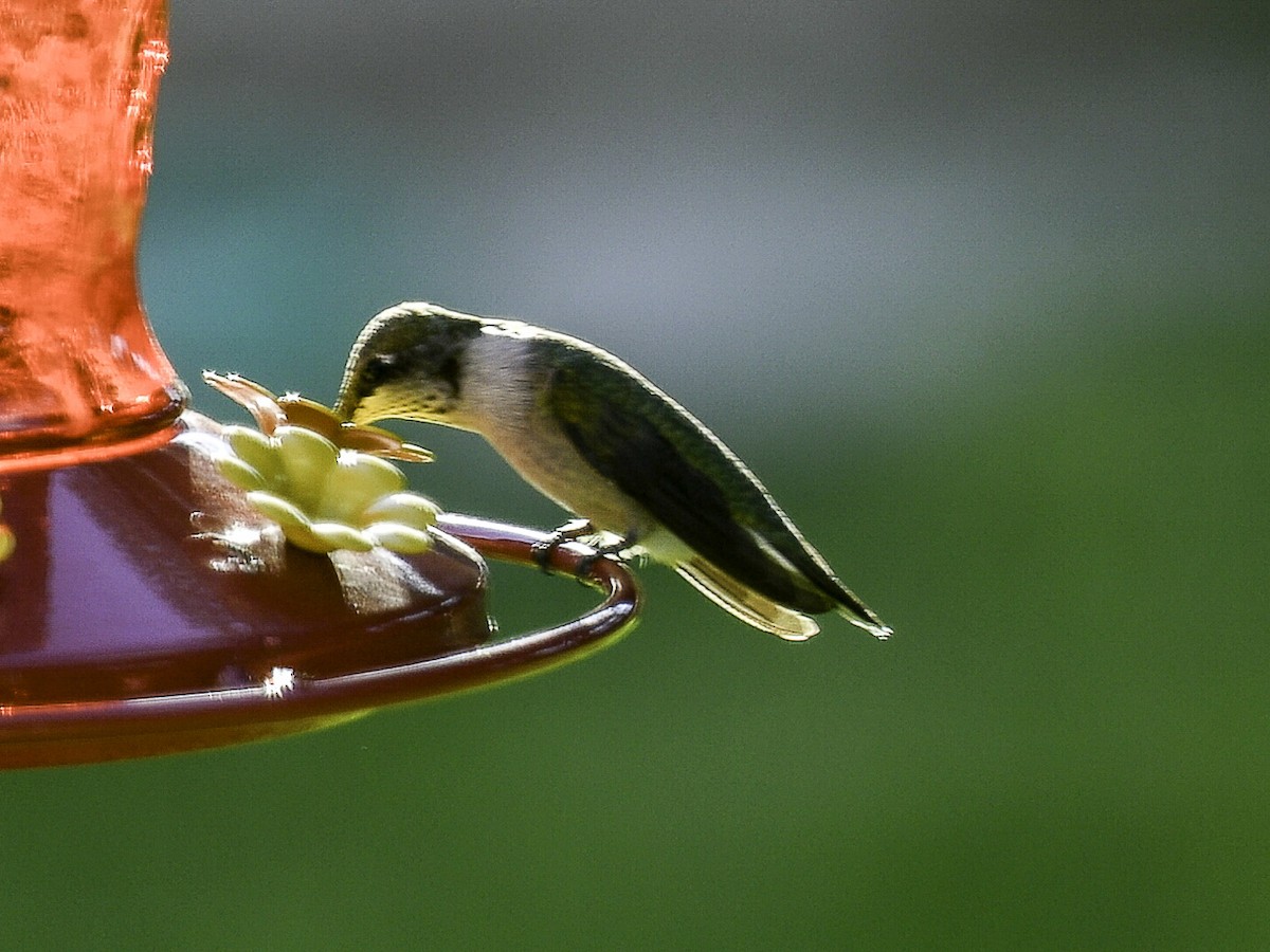 Ruby-throated Hummingbird - ML643200777