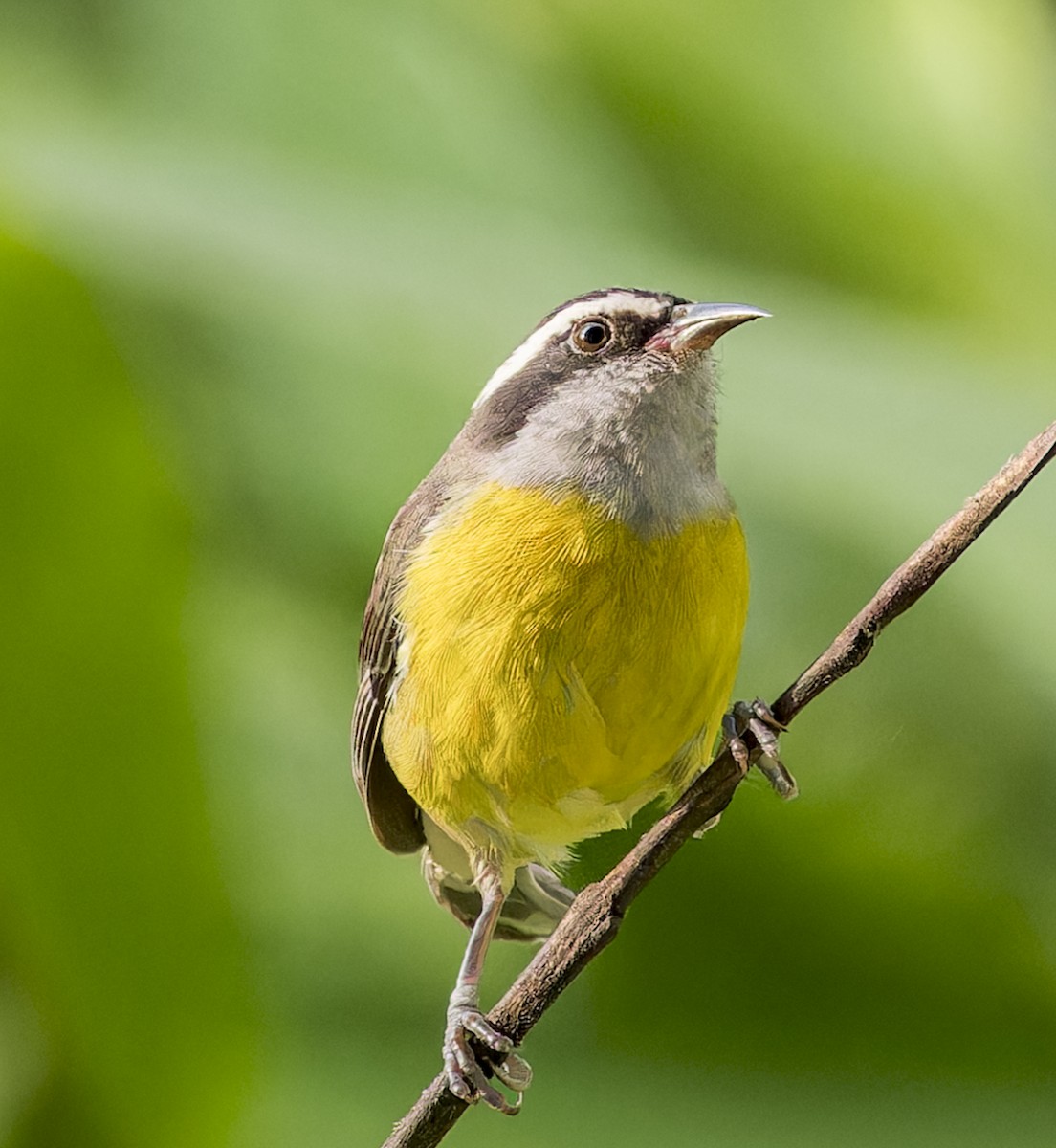 Bananaquit - ML643200779