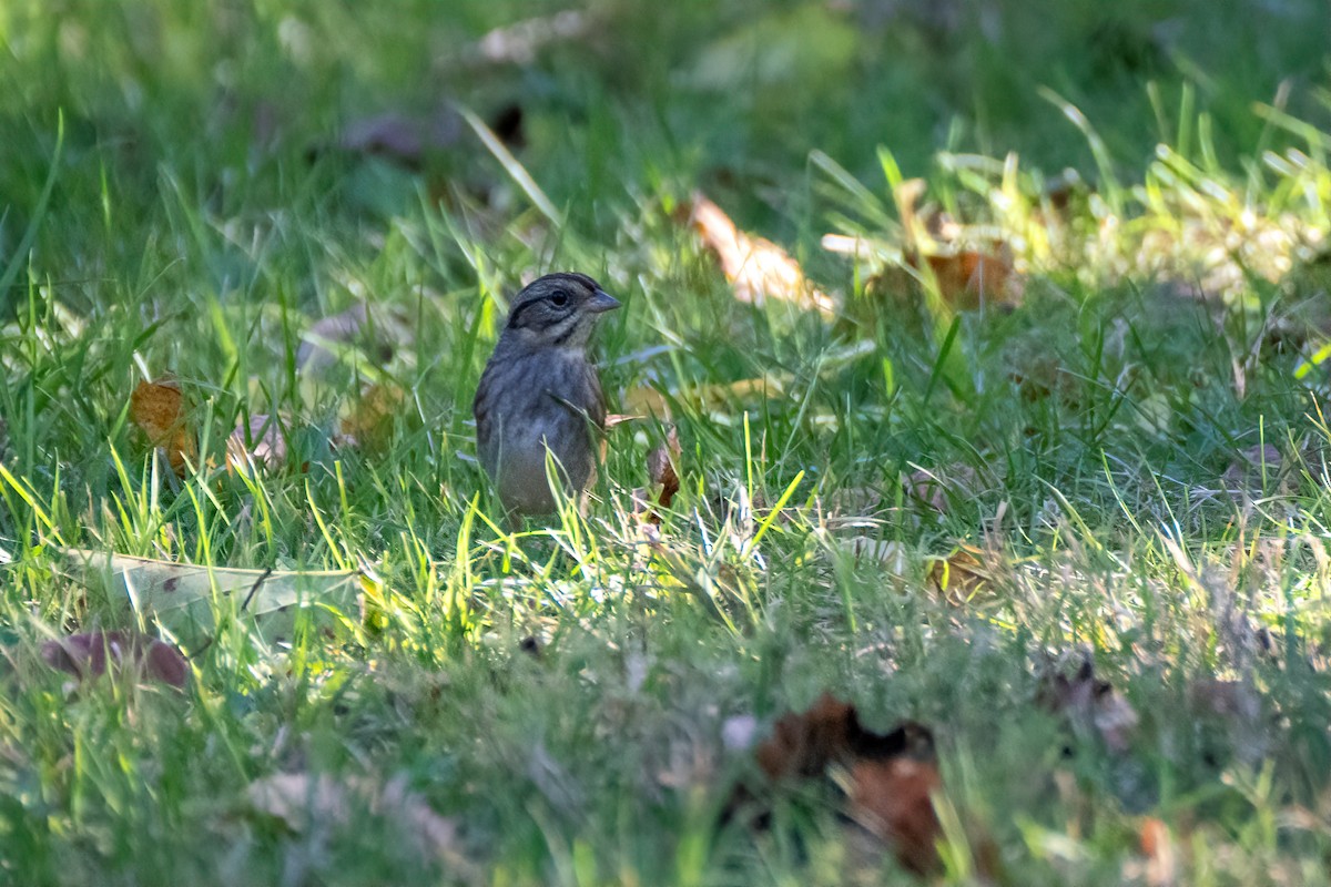 Swamp Sparrow - ML643200792
