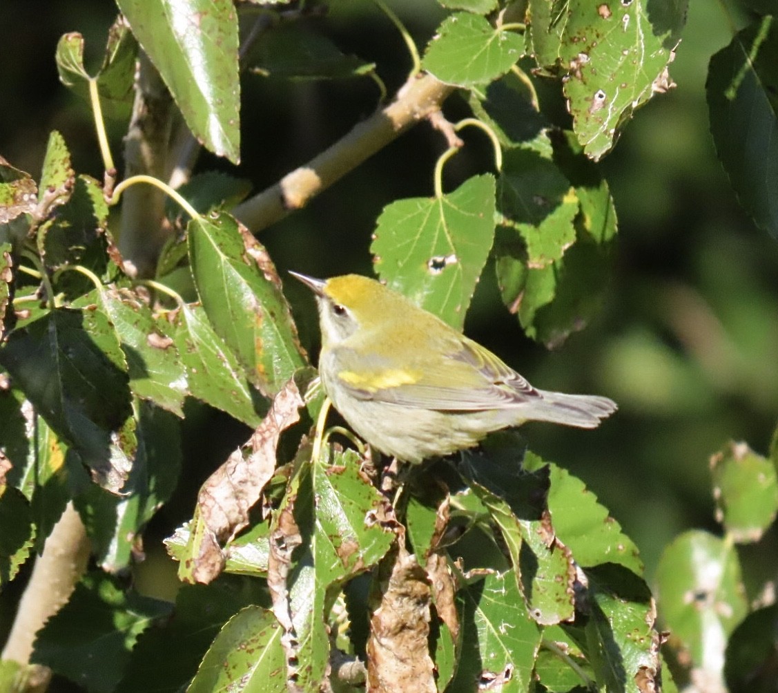 gullvingeparula x blåvingeparula (hybrid) - ML643200813