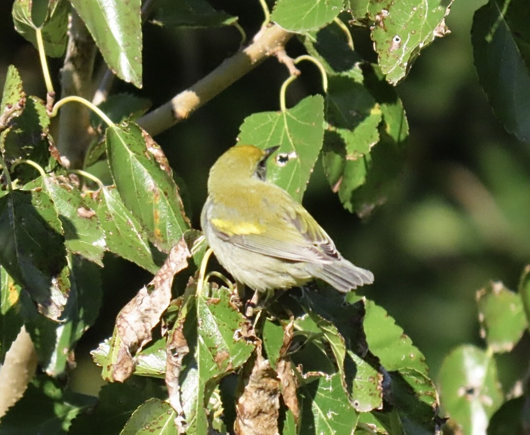 gullvingeparula x blåvingeparula (hybrid) - ML643200814