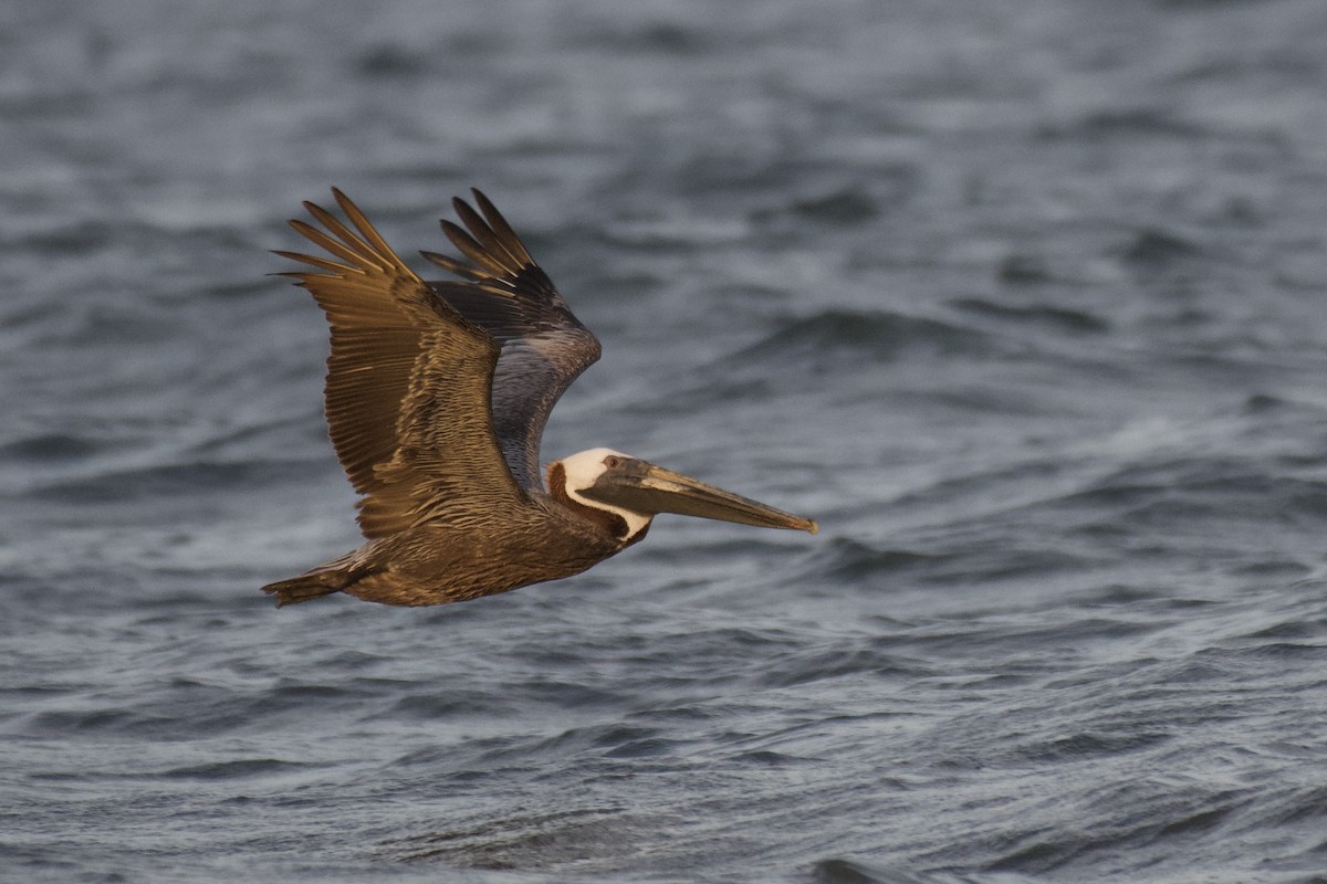 Brown Pelican - ML643200831