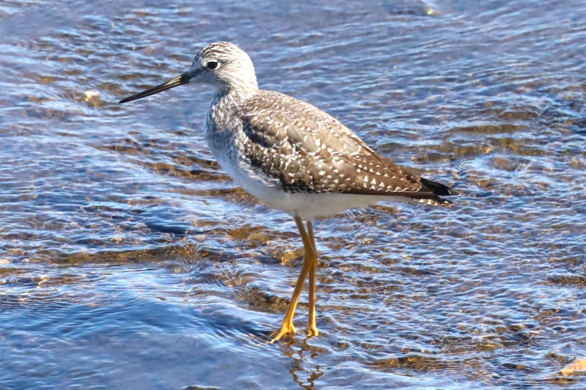 Greater Yellowlegs - ML643200869