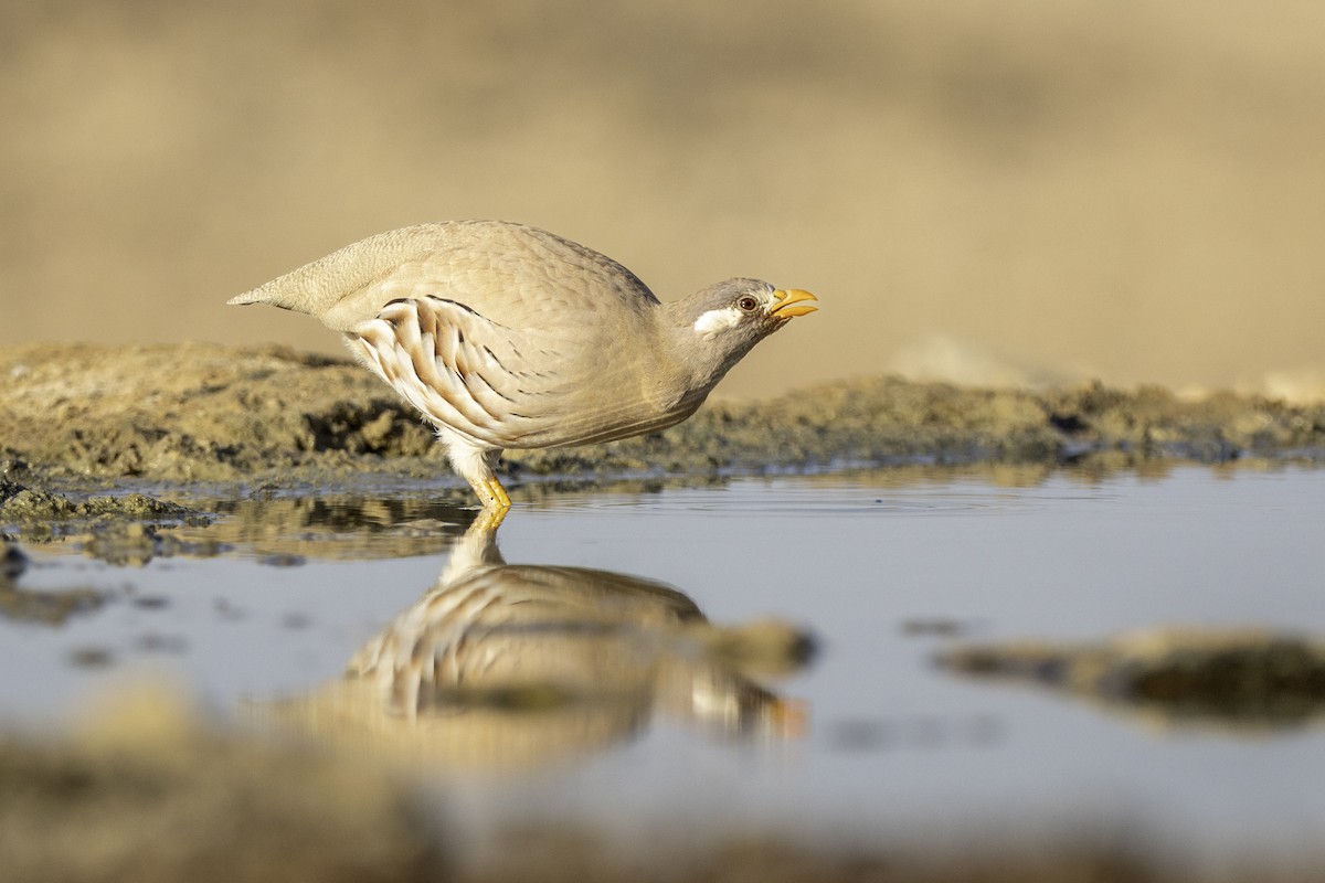 Sand Partridge - ML643200881