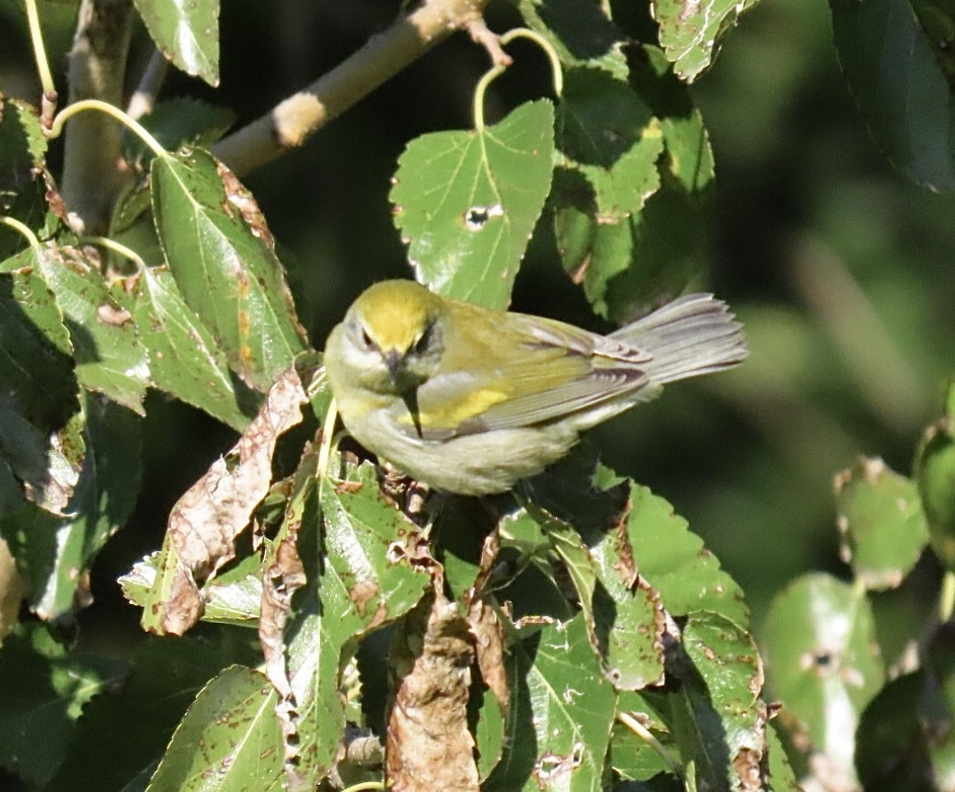 gullvingeparula x blåvingeparula (hybrid) - ML643200885
