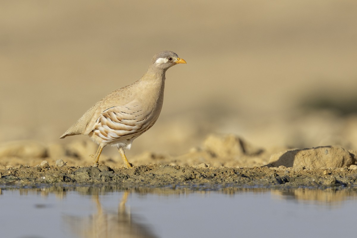 Sand Partridge - ML643200889