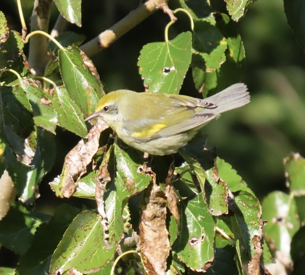 gullvingeparula x blåvingeparula (hybrid) - ML643200892