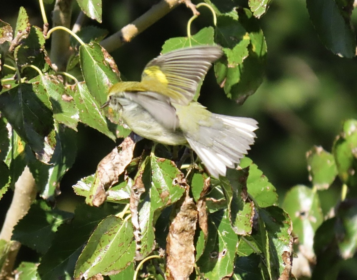 gullvingeparula x blåvingeparula (hybrid) - ML643200893