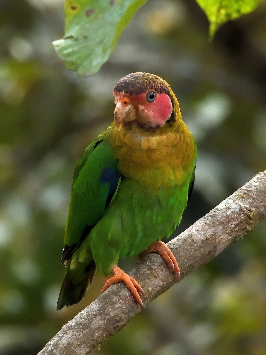 Rose-faced Parrot - ML643200894