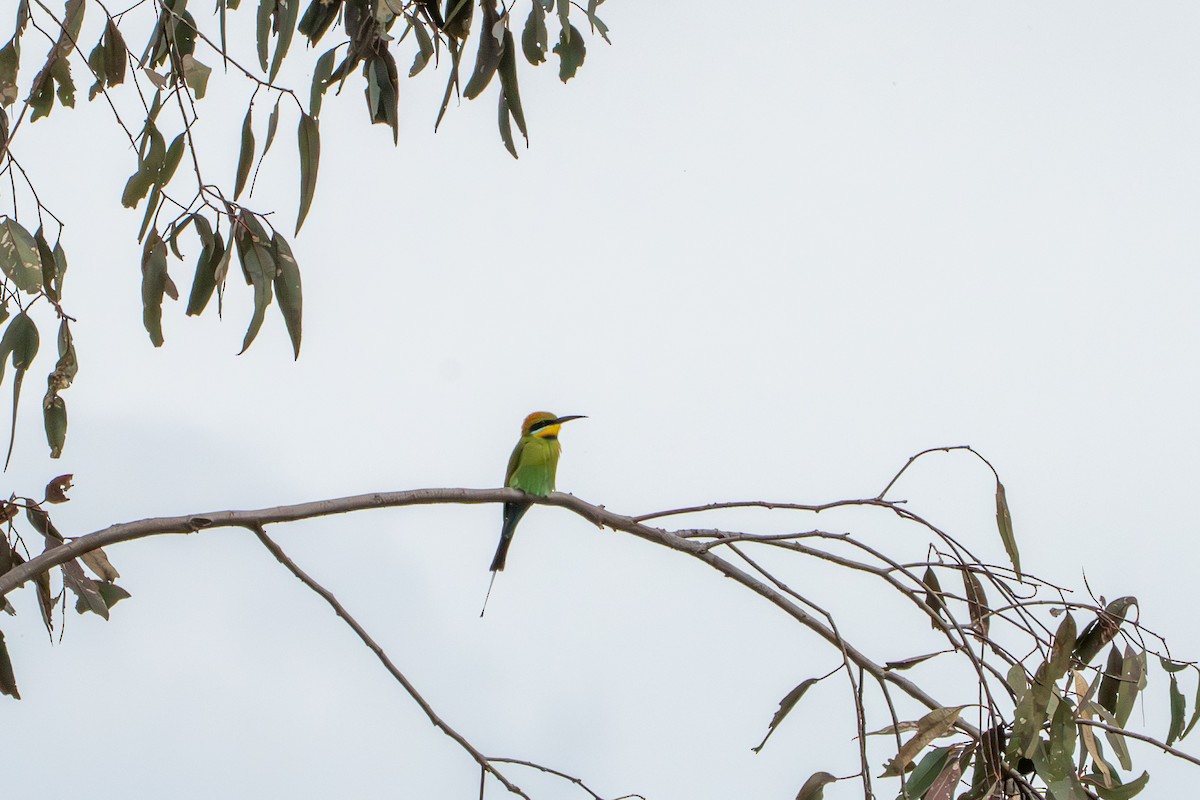 Rainbow Bee-eater - ML643200898