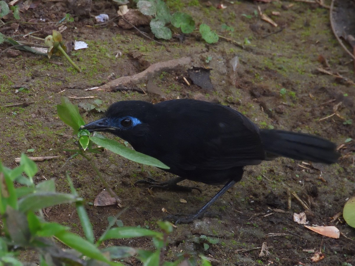 Zeledon's Antbird (Choco) - ML643200902
