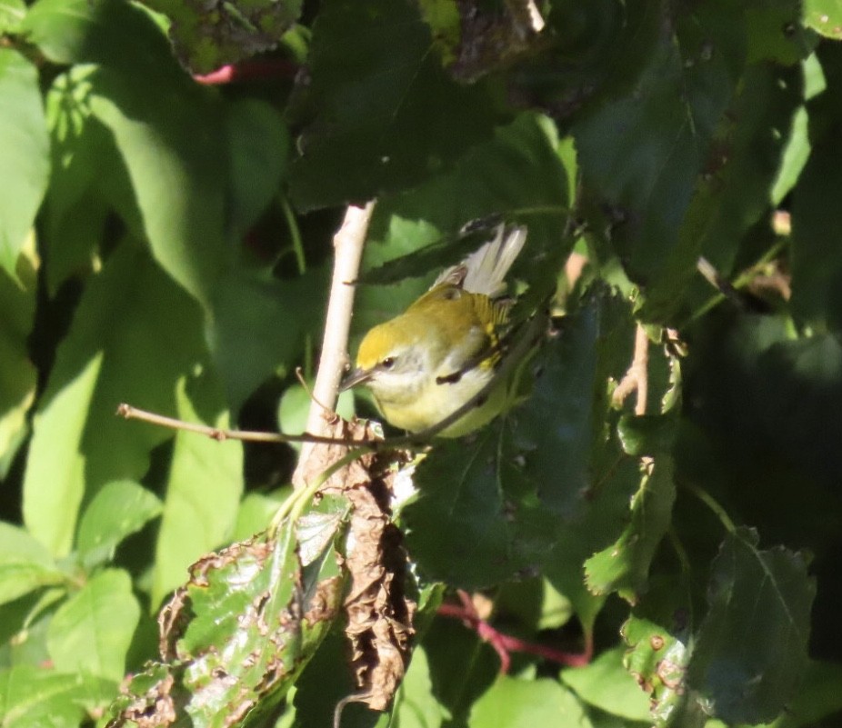 gullvingeparula x blåvingeparula (hybrid) - ML643200907
