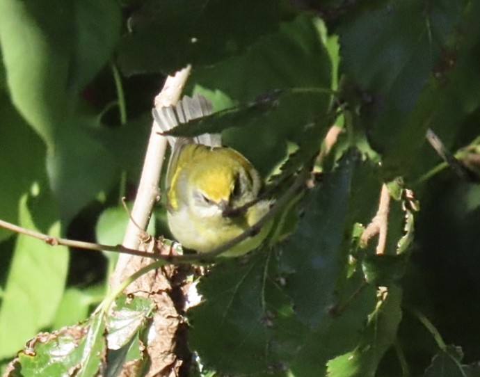 gullvingeparula x blåvingeparula (hybrid) - ML643200909