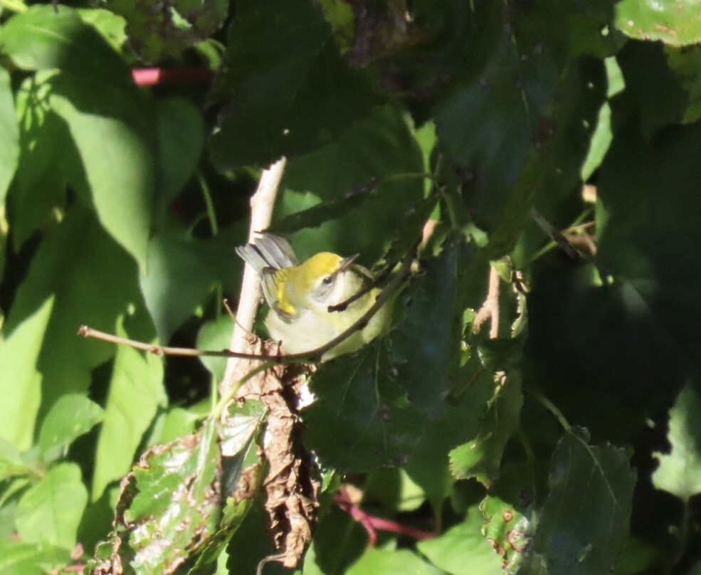 gullvingeparula x blåvingeparula (hybrid) - ML643200910