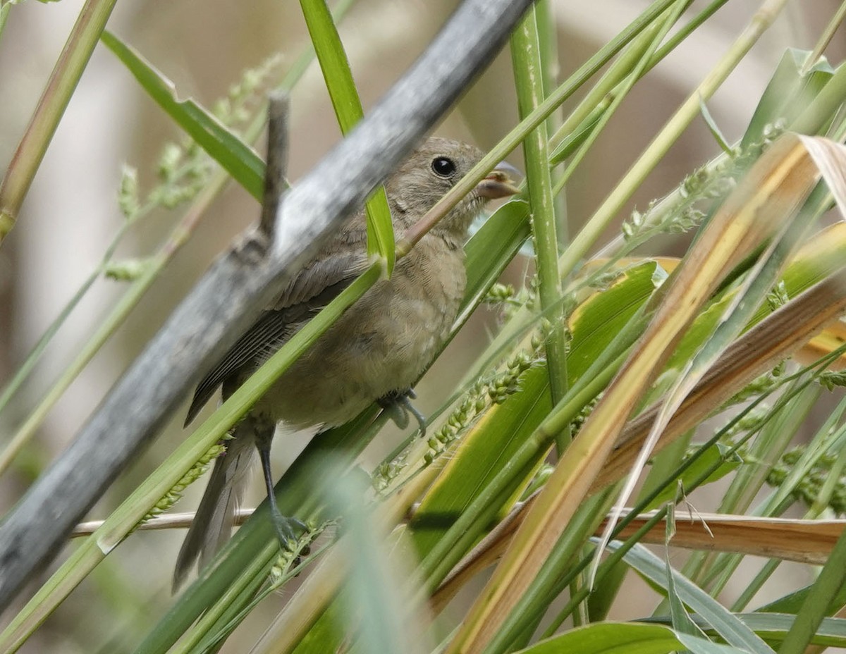 Varied Bunting - ML643200914