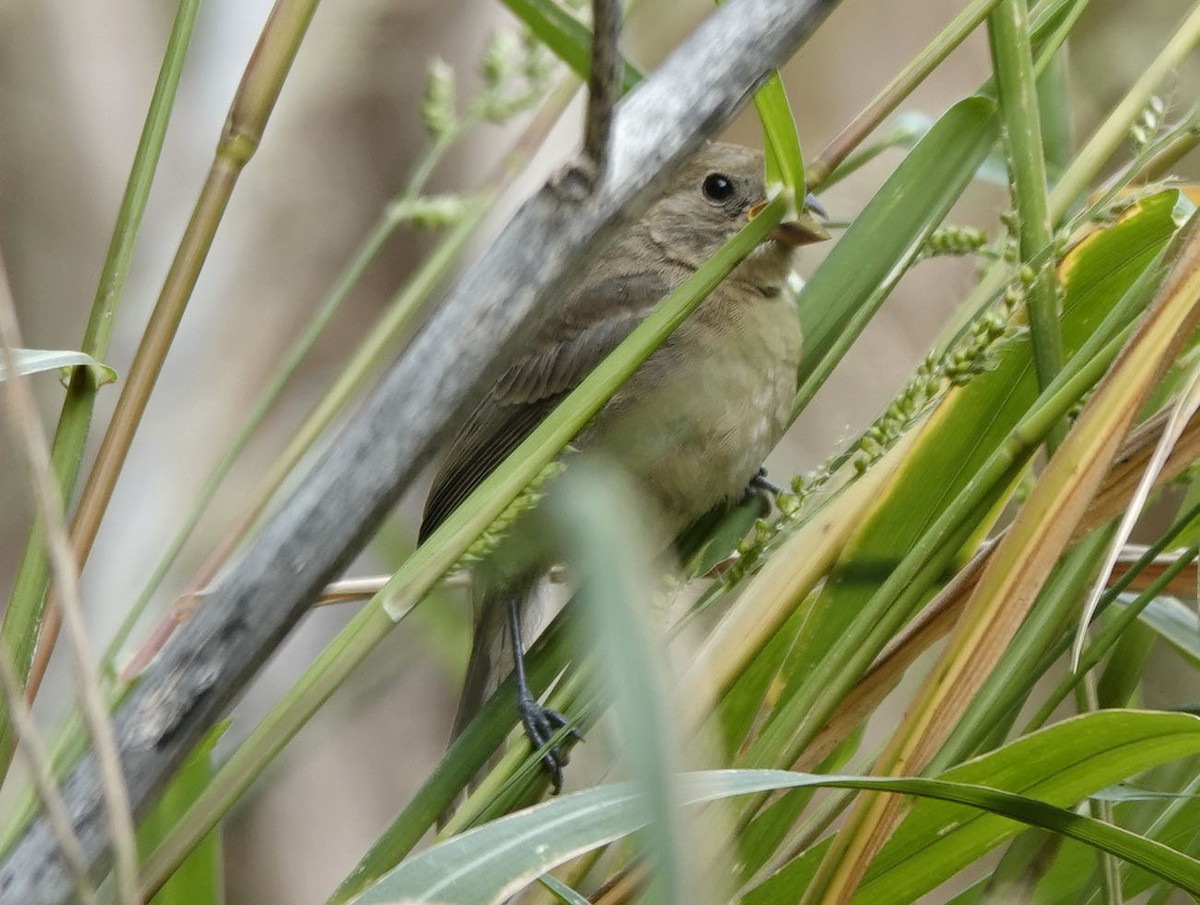 Varied Bunting - ML643200915