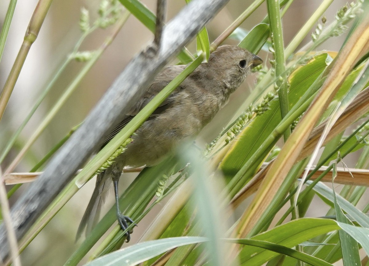 Varied Bunting - ML643200916
