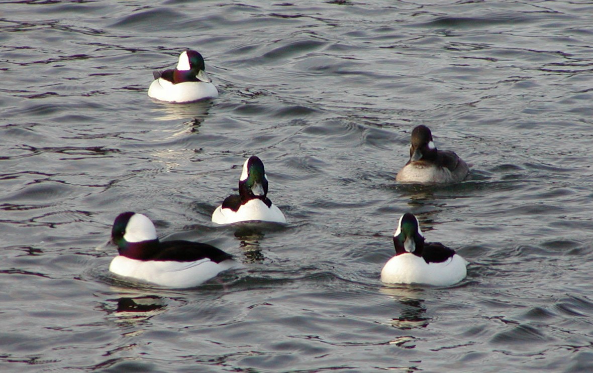 Bufflehead - ML643200920