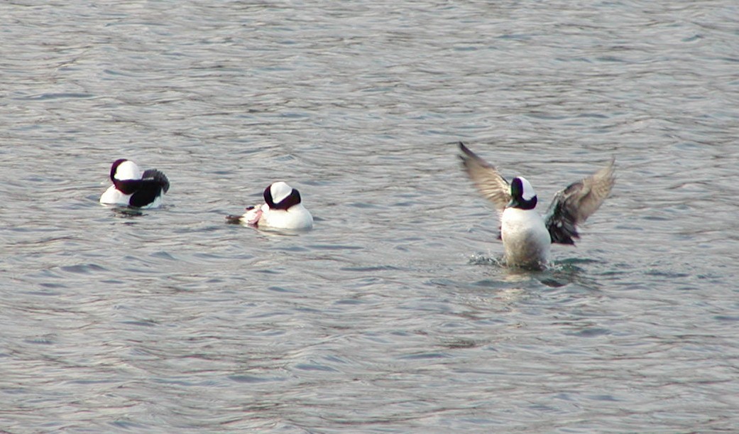 Bufflehead - ML643200921