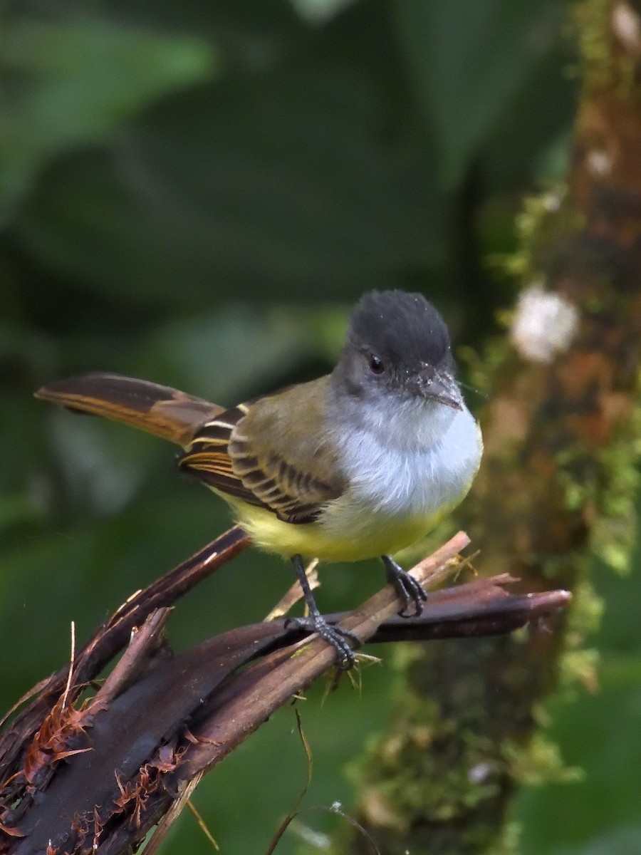 Dusky-capped Flycatcher - ML643200937