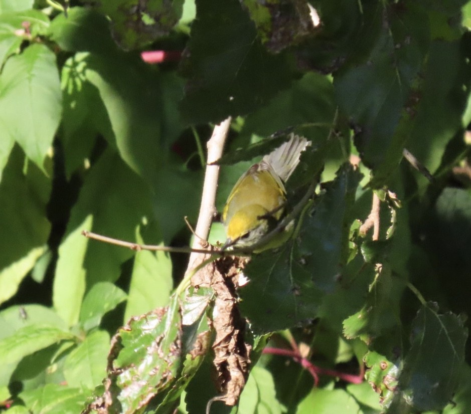 gullvingeparula x blåvingeparula (hybrid) - ML643200940